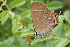 Satyrium prunoides