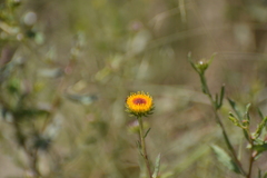 Grindelia pulchella discoidea