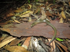 Cyclodomorphus michaeli