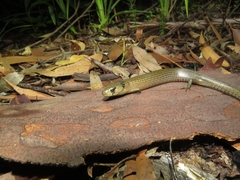 Cyclodomorphus michaeli