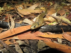 Cyclodomorphus michaeli