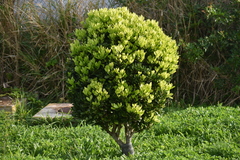 Elaeodendron laneanum