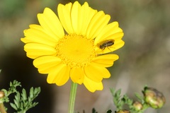 Tetropismenus hirtus