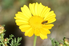 Tetropismenus hirtus