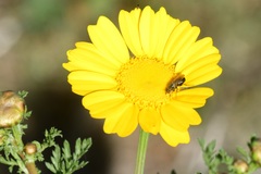 Tetropismenus hirtus