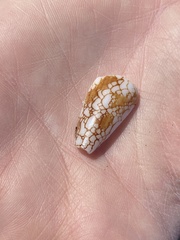 Conus purus