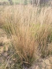 Rytidosperma tenuius