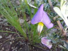 Lotononis sericophylla