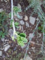 Lotononis sericophylla