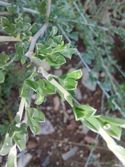 Lotononis sericophylla