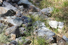 Verbena litoralis litoralis