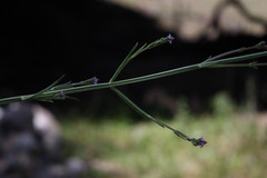 Verbena litoralis litoralis