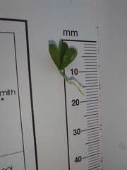 Lotononis sericophylla