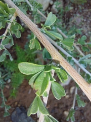 Lotononis sericophylla