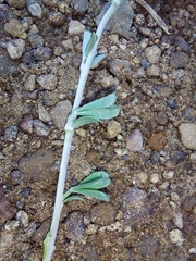 Lotononis sericophylla