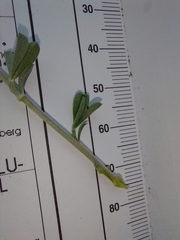 Lotononis sericophylla