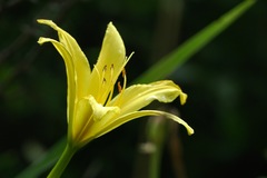Hemerocallis citrina