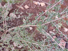 Lotononis sericophylla