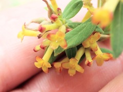 Wikstroemia