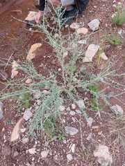 Lotononis sericophylla