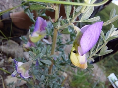 Lotononis sericophylla