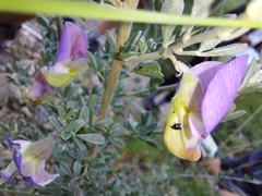 Lotononis sericophylla