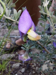 Lotononis sericophylla