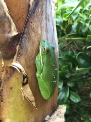 Hyla cinerea