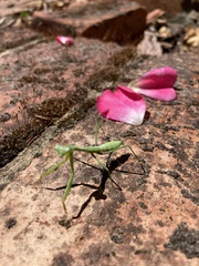 Pseudomantis albofimbriata
