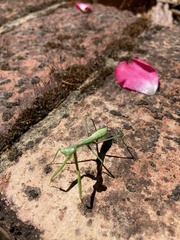 Pseudomantis albofimbriata