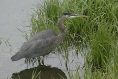 Ardea herodias