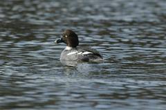 Bucephala clangula