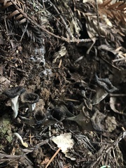 Craterellus calicornucopioides