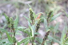 Persicaria prostrata