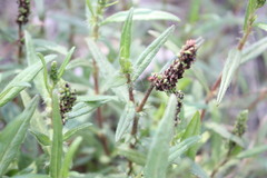 Persicaria prostrata
