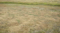 Amphibromus fluitans