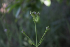 Verbena litoralis litoralis