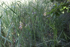 Verbena litoralis litoralis