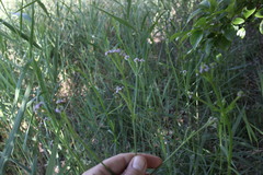 Verbena litoralis litoralis