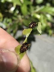 Chrysomela confluens