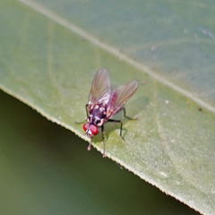 Limnophora