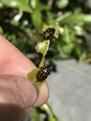 Chrysomela confluens