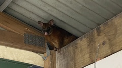 Trichosurus johnstonii