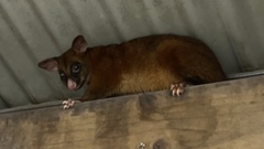 Trichosurus johnstonii