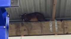 Trichosurus johnstonii