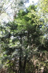 Podocarpus salignus