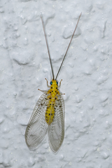 Italochrysa