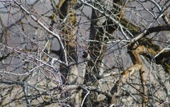 Junco hyemalis
