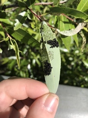 Chrysomela confluens