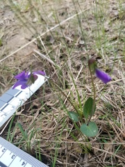 Viola fimbriatula